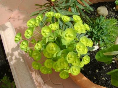 Euphorbia amygdaloides