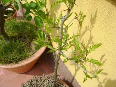 Gladita(Gleditsia triacanthos)