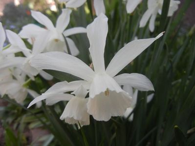 Narcissus Thalia (2018, April 13)