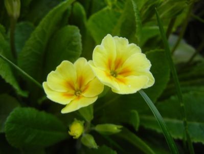 Primula polyanthus Yellow (2018, Apr.13)