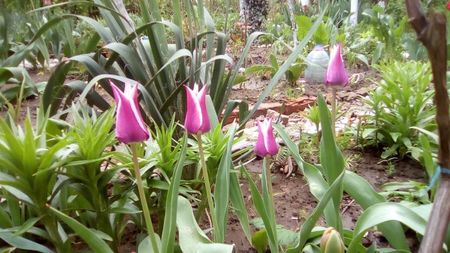 Lalele "Claudia" - 17 aprilie 2018; Culoare flori - violet/alb; Inaltime planta (cm) - 50; Per. plantare - sept/nov; Per. inflorire - apr/mai; Med. propice - soare/semiumbra; Adancime plantare - 10/15cm; Dist. intre bulbi - 15cm
