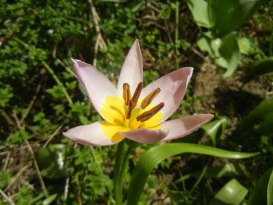 Tulipa Lilac Wonder (2018, April 13)