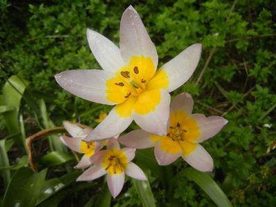 Tulipa Lilac Wonder (2018, April 15)
