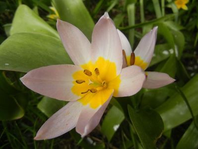 Tulipa Lilac Wonder (2018, April 15)