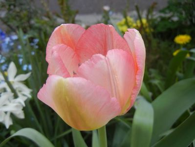 Tulipa Judith Leyster (2018, April 14)