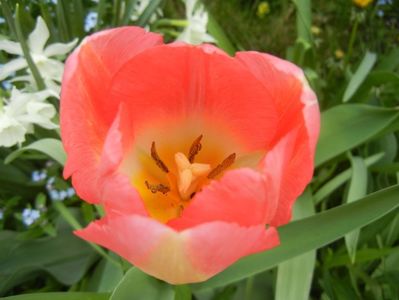 Tulipa Judith Leyster (2018, April 15)