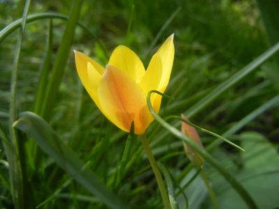 Tulipa clusiana Chrysantha (2018, Apr.14)