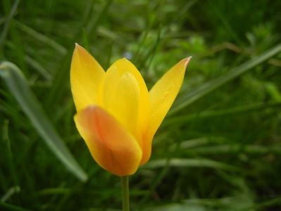 Tulipa clusiana Chrysantha (2018, Apr.15)