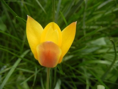 Tulipa clusiana Chrysantha (2018, Apr.15)