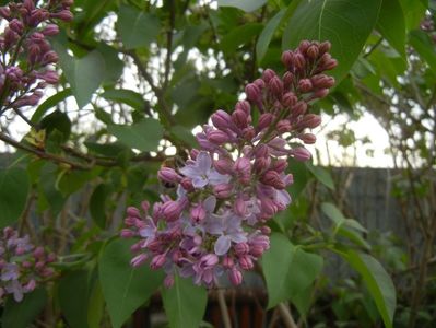 Syringa vulgaris_Lilac (2018, April 15)