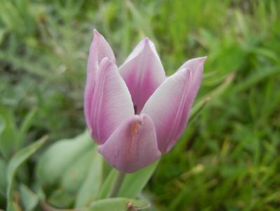 Tulipa Synaeda Blue (2018, April 15)