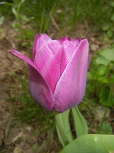 Tulipa Purple Flag (2018, April 15)