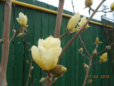 magnolia yellow river