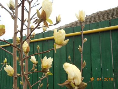 magnolia yellow river