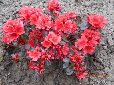 azalea japonica orange beauty