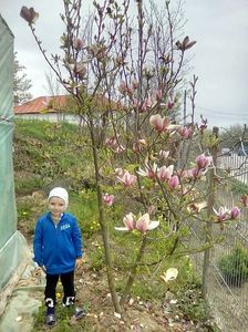 Nepotul și magnolia