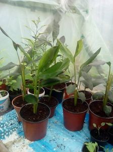 Plante de scorțișoară