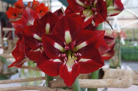 amaryllis-hippeastrum-barbados-