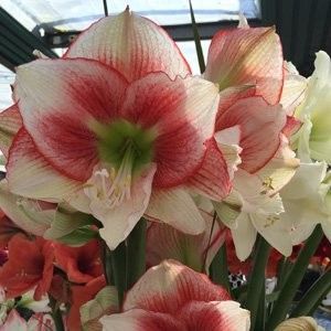 Hippeastrum-Tosca-16