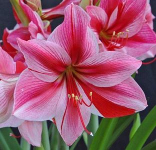 amaryllis_gervase