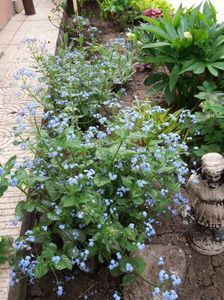 Brunnera macrophylla( Jack Frost+Kings Ransom)