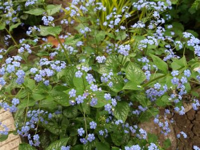 Brunnera macrophylla Jack Frost