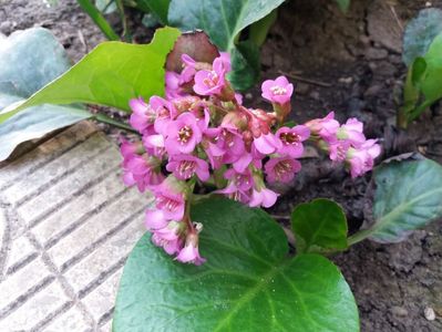 bergenia "winter glow"