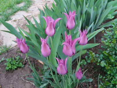 lalele lily flowered purple-dream