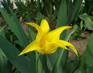 lalea lily flowered west point- ultima floare