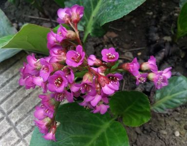 bergenia "winter glow"