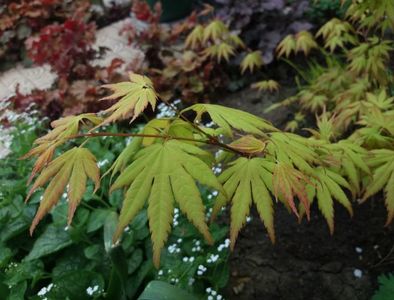 Acer palmatum Orange Dream