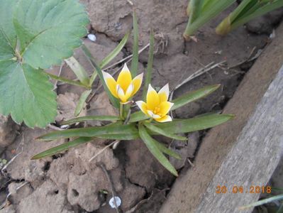 Tulipa Tarda