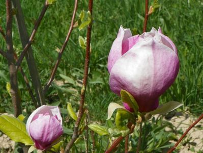 magnolia Rustica Rubra cred