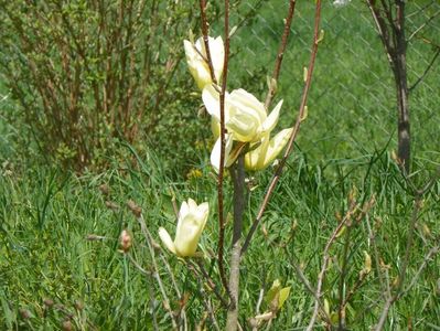 magnolia Yellow Lantern