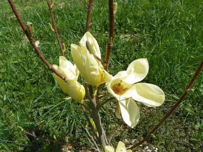 magnolia Yellow Lantern