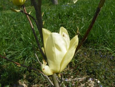 magnolia Yellow Lantern