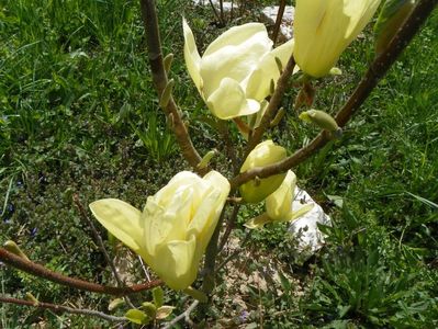 magnolia Yellow Lantern