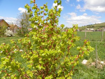 tilia Winter Orange