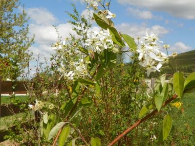 amelanchier lamarckii