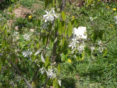 amelanchier lamarckii