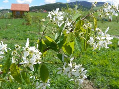 amelanchier lamarckii