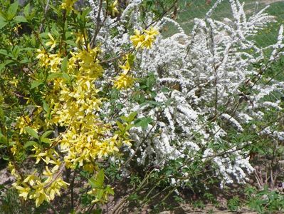 forsythia si spiraea Grefsheim