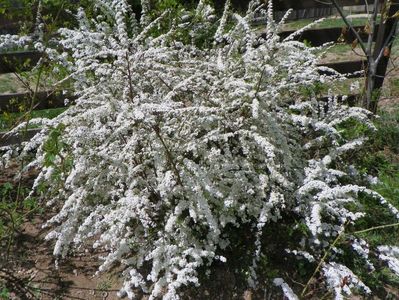 spiraea Grefsheim