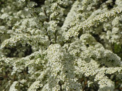 spiraea Grefsheim