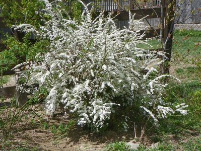 spiraea Grefsheim