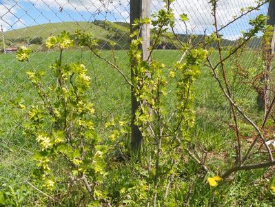 ribes aureum