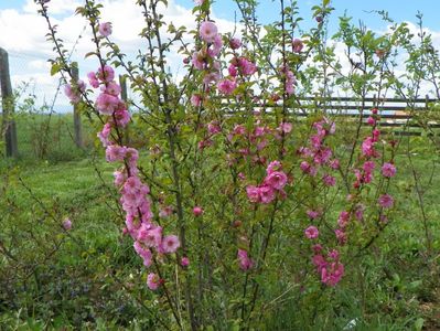 prunus triloba