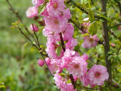 prunus triloba