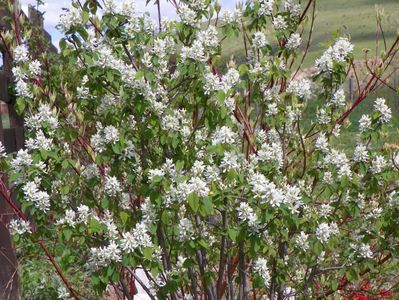 amelanchier Obelisk