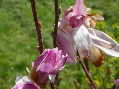 magnolia Leonard Messel